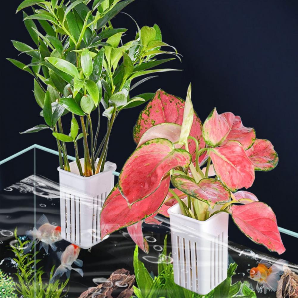 Wandmontierter Hydroponik-Pfla – Aquarium Planted Wall Bewertung und Preis