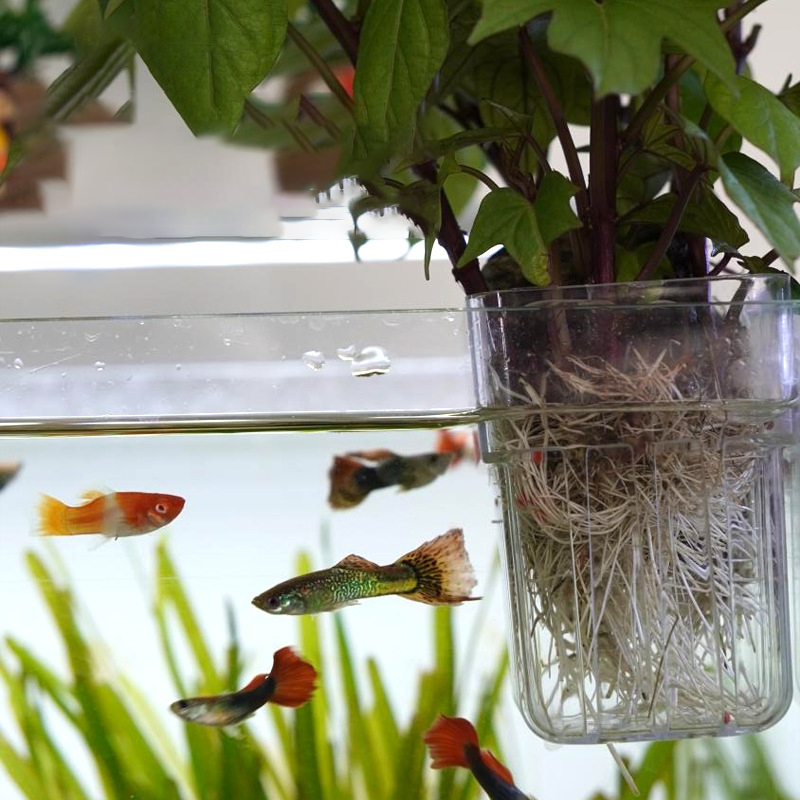 Wandmontierter Hydrokultur-Pfl – Aquarium Planted Wall Bewertung und Preis