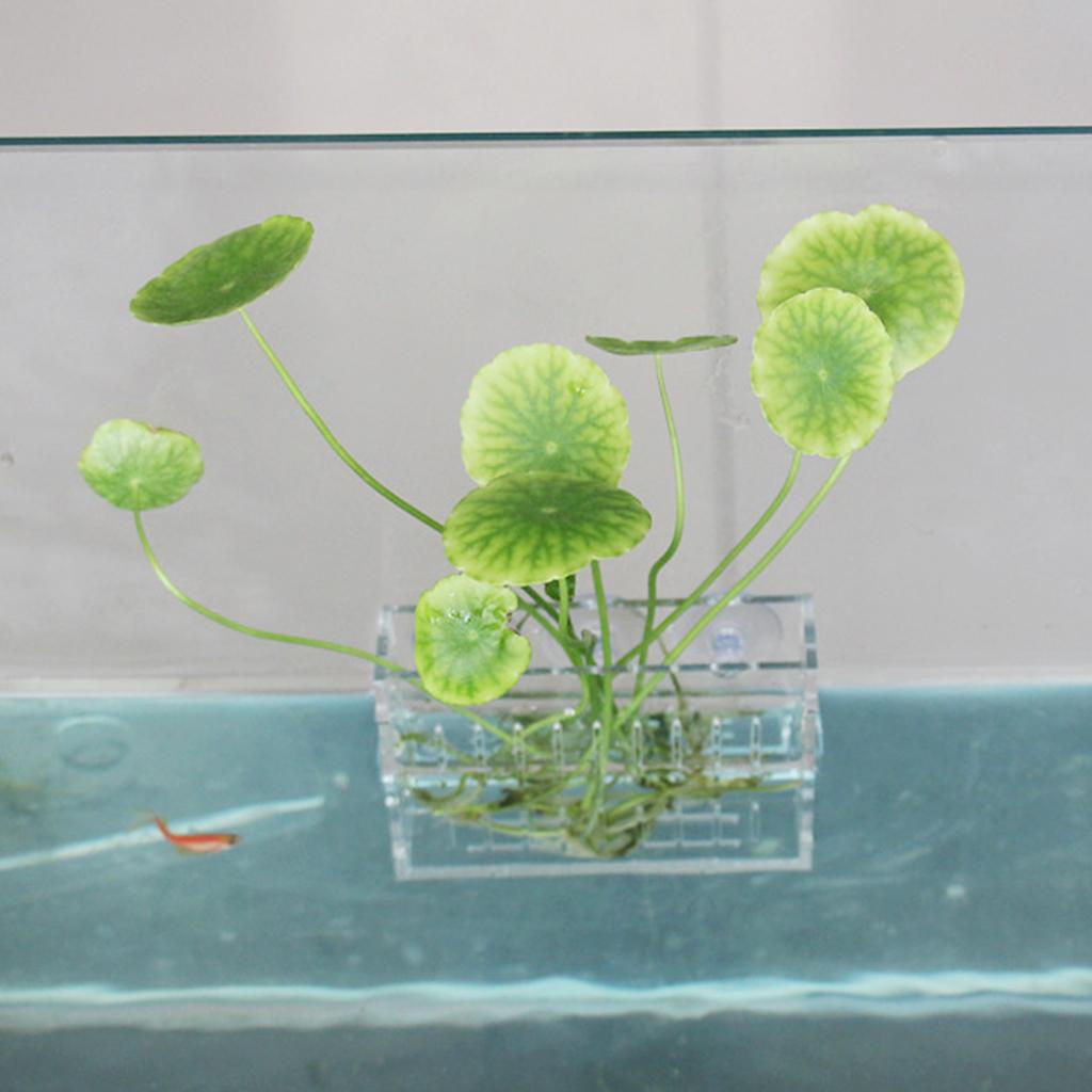 Acryl-Wandvase für Wasserpflan – Aquarium Planted Wall Bewertung und Preis