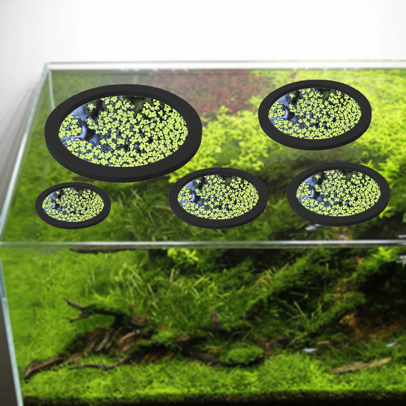 5Pcs EVA Fisch Fütterung Ring  – Aquarium Planted Fish Tank Bewertung und Preis
