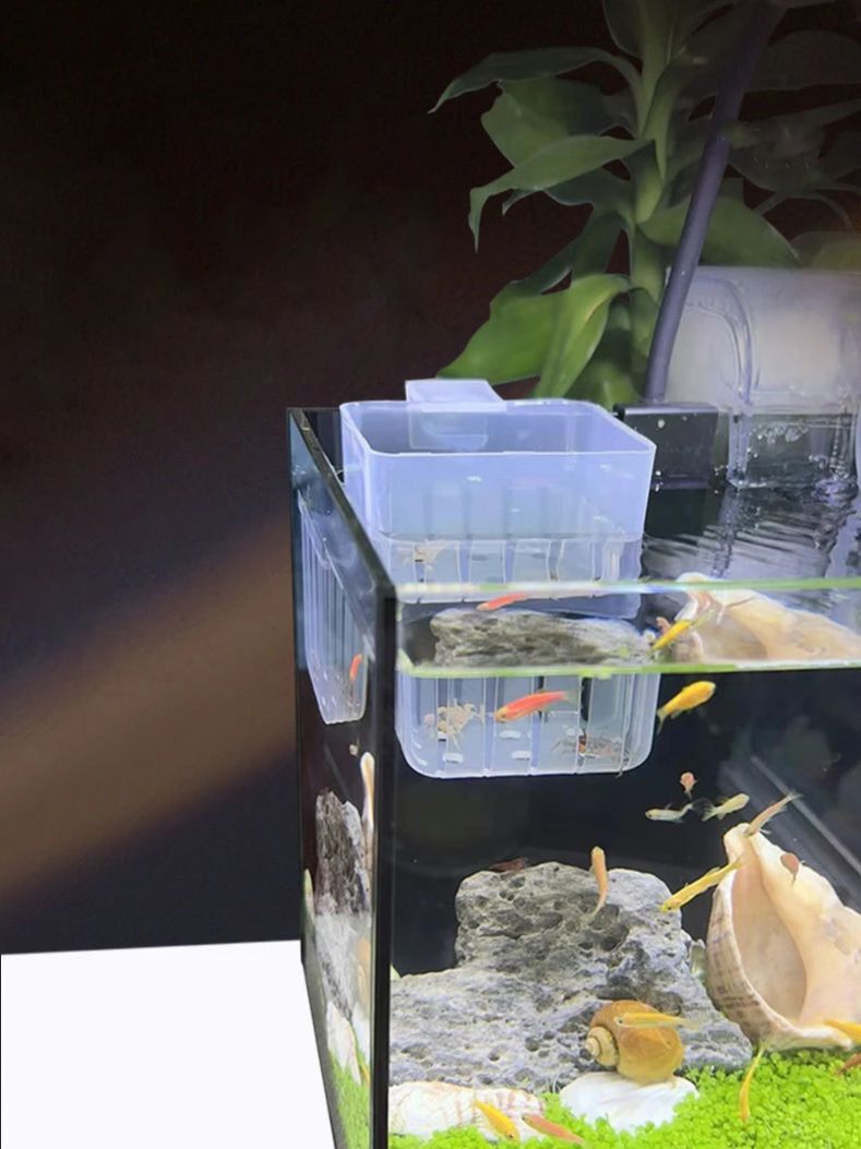 Transparenter Hydrokultur-Korb – Aquarium Planted Wall Bewertung und Preis
