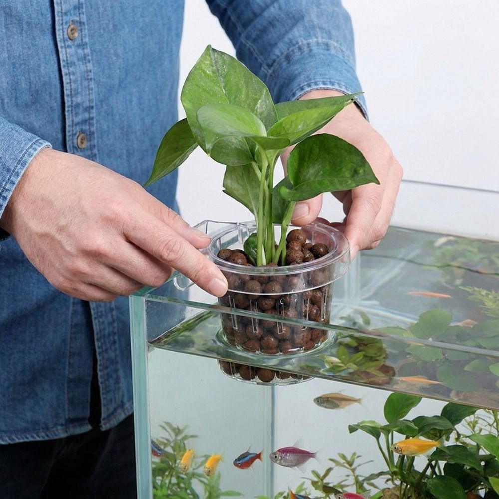 Transparenter Fischbecken-Pfla – Aquarium Planted Wall Bewertung und Preis